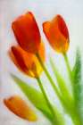 Tulip in ice Art Print